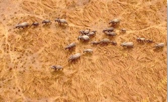 Mission faune